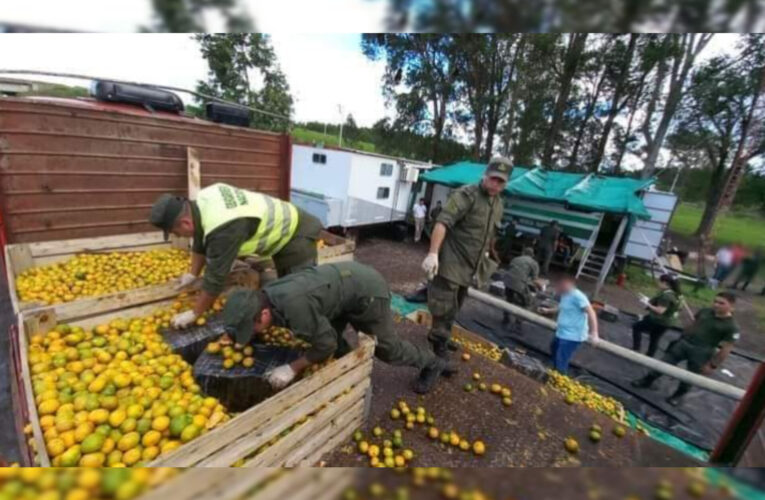 CAMIONERO INTENTÓ HUIR CON MÁS DE 1.800 KILOS DE MARIHUANA OCULTOS EN UNA CARGA DE MANDARINAS