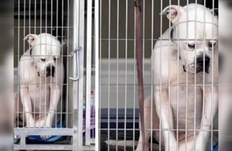 Perro en un refugio muestra una expresión desgarradora cuando nadie lo adoptó
