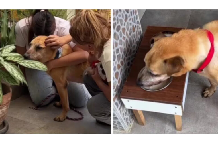 Su perro tenía cáncer y decidieron despedirlo con mucho amor: la historia que se volvió viral en TikTok
