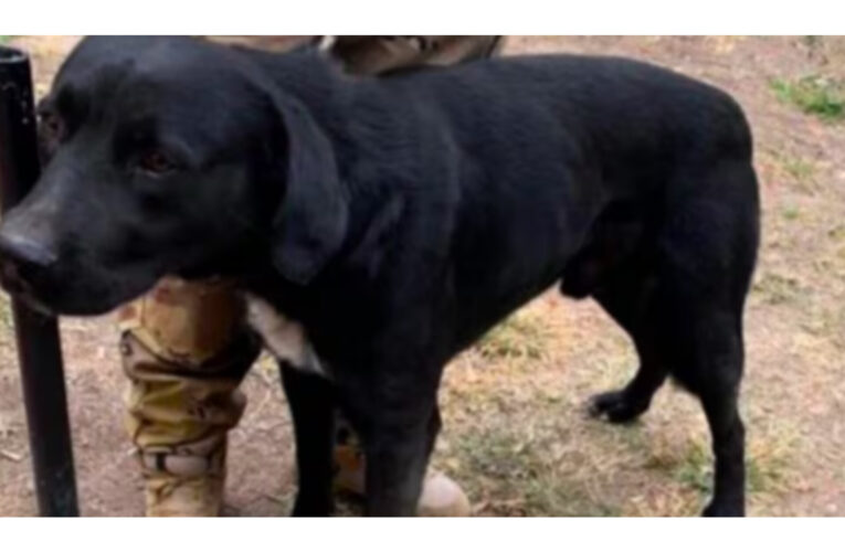 “Callejerito”, el perro héroe que salvó a tres niños y ahora busca una familia que lo adopte