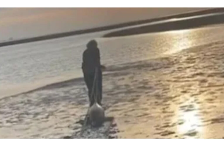 Emotivo rescate de delfines varados por la reacción de una pareja que caminaba por la playa