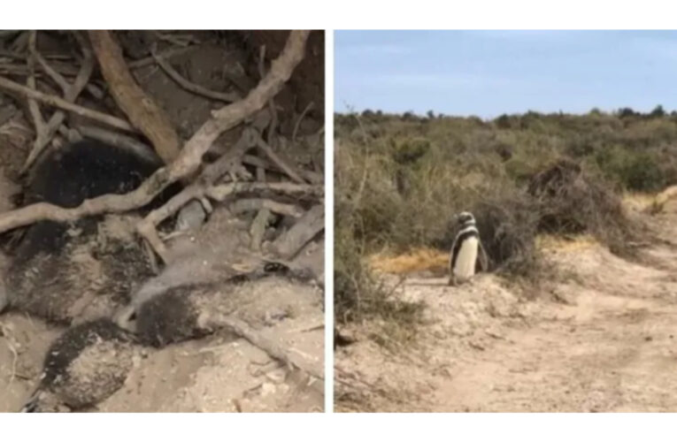 Masacre de pingüinos en Punta Tombo: el juicio arrancó con un duro revés para el acusado