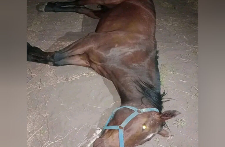 Estamos ante uno de los casos más graves de maltrato animal en la provincia de Mendoza.