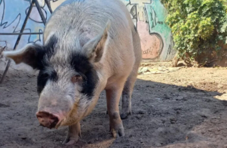 El chancho de San Vicente adoptado por una familia que ahora «es un perro más»