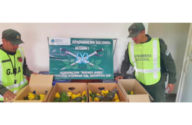 Rescataron casi 100 cotorras: algunas habían sido teñidas para que aparentaran ser más exóticas