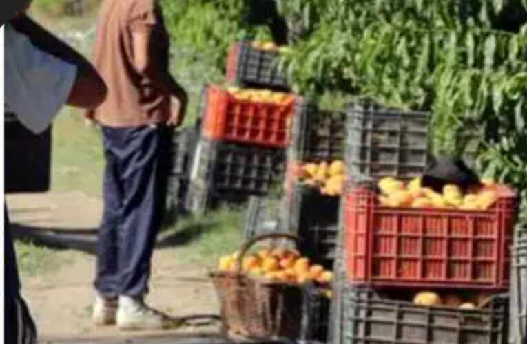 Mendoza: Exceso de legítima defensa: imputaron al finquero que mató al ladrón de duraznos