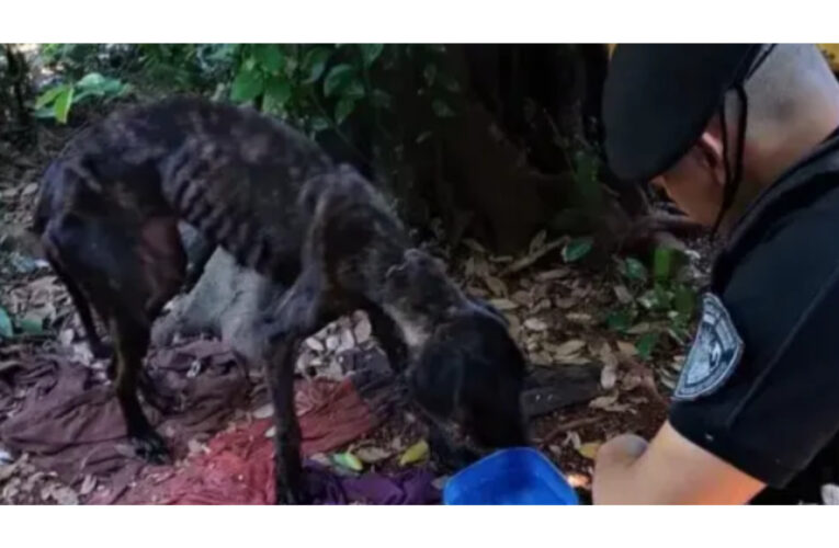 Crueldad animal: rescatan a un perro en condiciones críticas en Eldorado