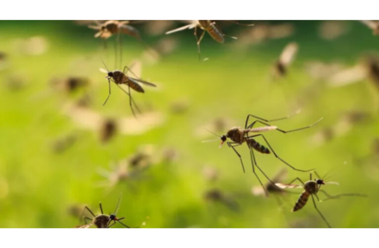 “Explosión poblacional” de mosquitos en Entre Ríos: por qué se produce y de qué especie se trata