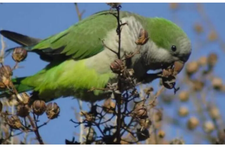 Alerta epidemiológica por un brote de psitacosis en Mendoza: una persona murió por contraer la enfermedad