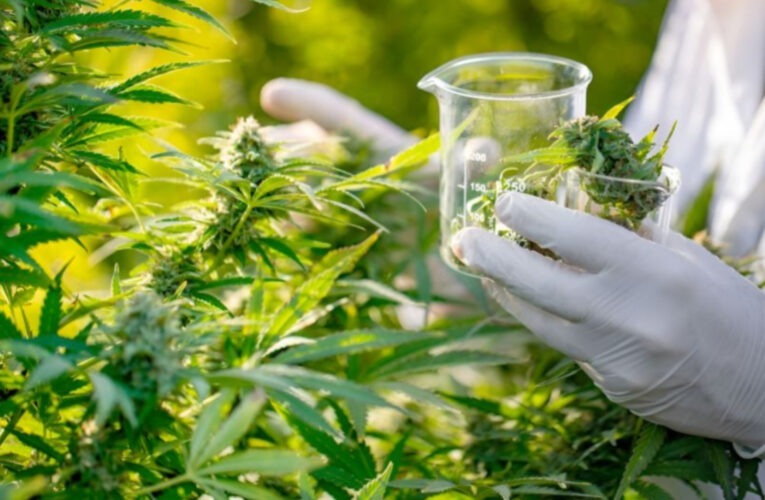 Contrapunto con Nación: la Provincia de Buenos Aires lanzó un programa de cannabis terapéutico