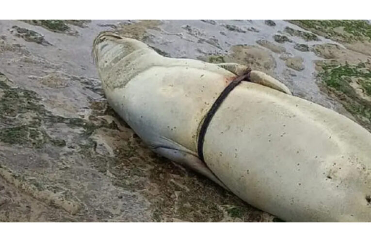 Guardafauna de Chubut rescató a un elefante marino atrapado en una correa de motor