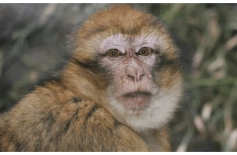 Así un mono mató de un «piedrazo» a un turista