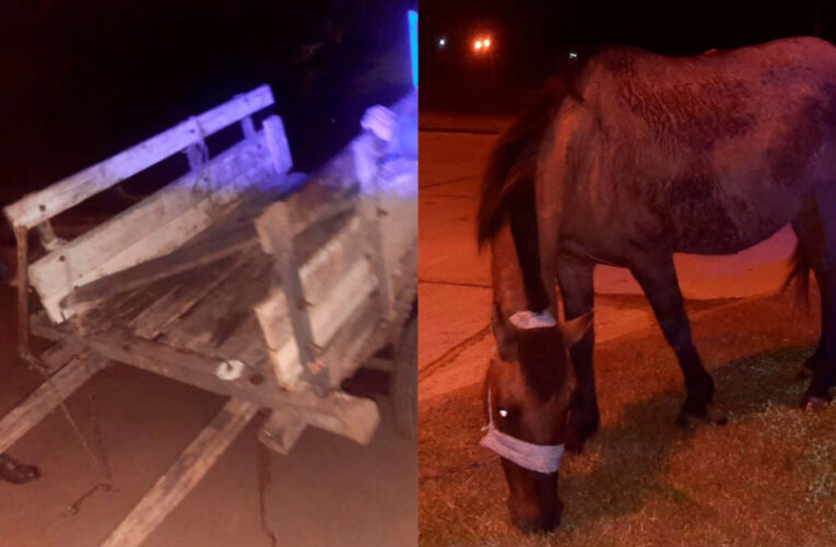 Detuvieron a un joven por maltrato animal: hallaron una yegua herida y abandonada