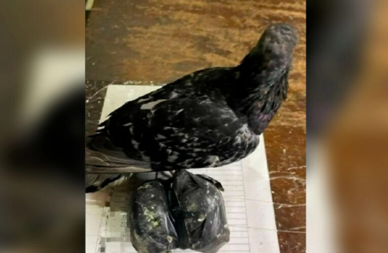 Hallaron una “narcopaloma” con marihuana cerca de una cárcel