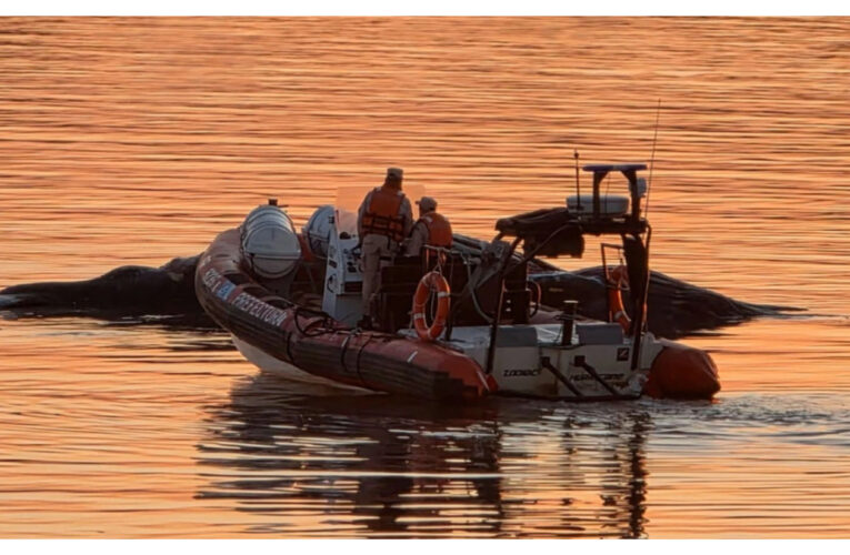 Hallan ballena muerta en el río Paraná: apareció cerca del puente Zárate-Brazo Largo