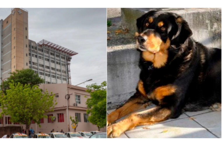 Entre Ríos : Viale,niña atacada por perro: sufrió severas mordeduras en rostro, cabeza y hombros