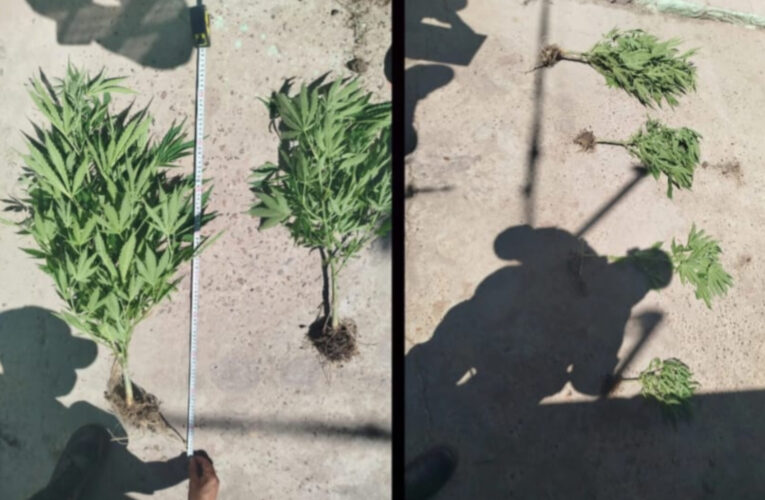 Allanamiento en Bovril termina con el secuestro de plantas de Cannabis