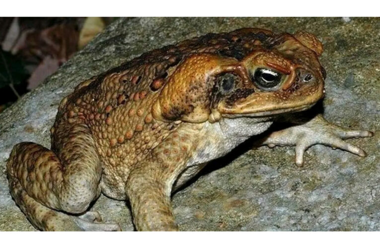 Un sapo habría provocado la muerte de 2 perritos en Urdinarrain