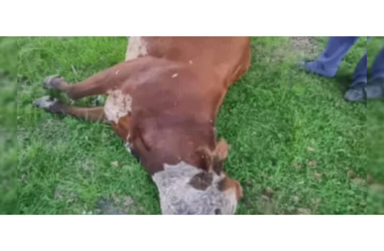 Corrientes : Discutió con su vecino, sacó un arma y mató a su vaca de un tiro