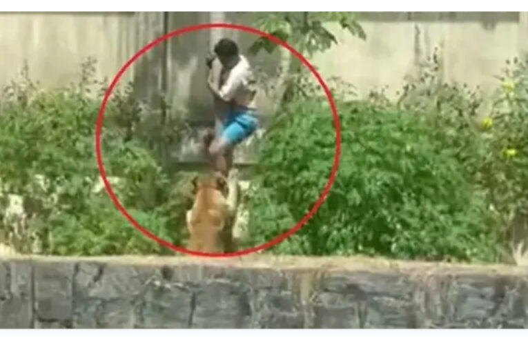 Video !! Un joven murió al ser atacado por una leona en un zoológico de Brasil