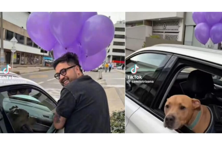 Su perro se curó de cáncer y el festejo conmovió a millones en TikTok