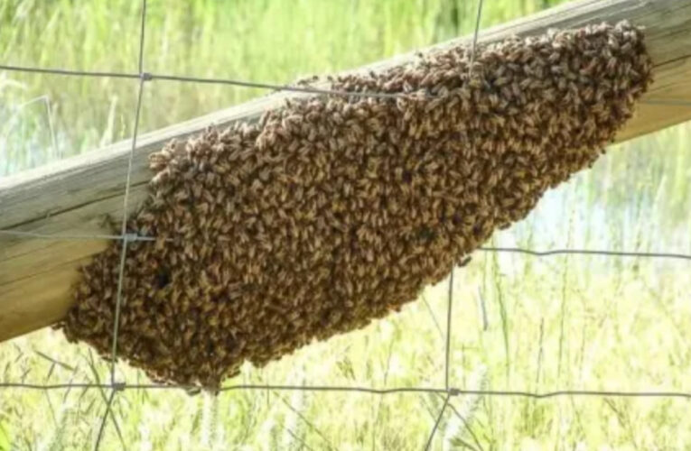Corrientes: murió un pescador tras ser atacado por un enjambre de abejas