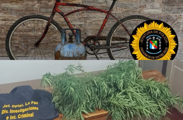 ALLANAMIENTO POSITIVO POR ROBO EN LA PAZ: SECUESTRAN ELEMENTOS Y PLANTAS DE CANNABIS