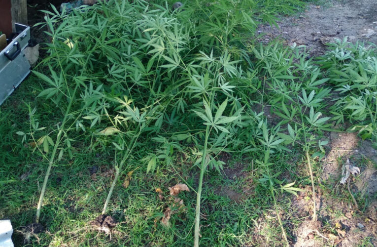 Allanamiento por abigeato en Santa Elena: secuestran ocho plantas de cannabis