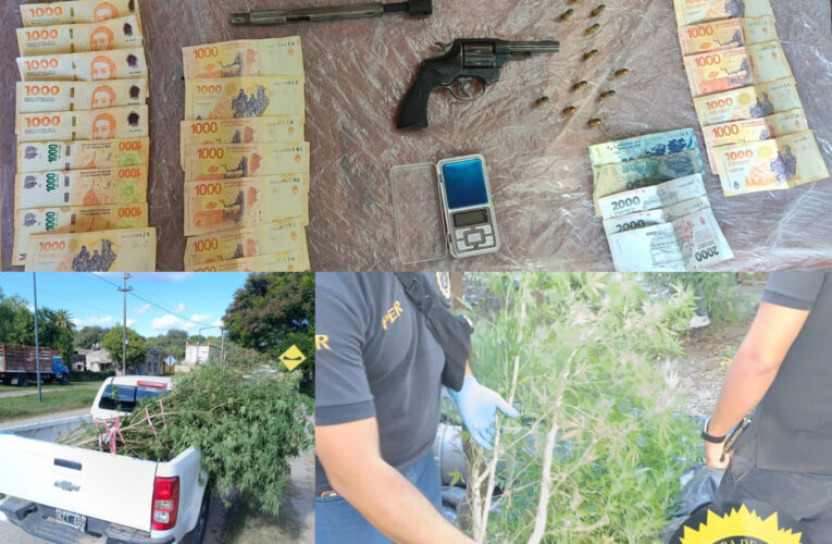 Allanamiento en barrio Feria: secuestran arma, municiones y plantas de cannabis